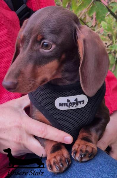 Такса кроличья- шоколадный щенок